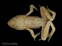 藏品(澤蛙)的圖片